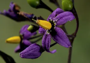 Nightshade: Bittersweet Nightshade