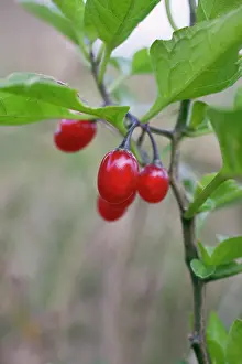Nightshade: Bittersweet, Solanum dulcamara, Close view of group