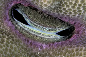 Seashells: Bivalve, burrowing Scallop, Pedum spondyloideum, Walindi, We