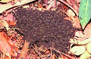 Bivouac: Bivouac or Dolly ants - Nesting in soil or in trees