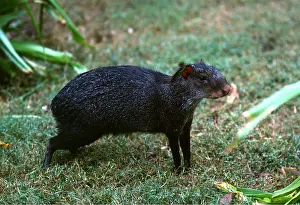 Agouti: BLACK AGOUTI