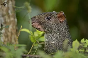 Agouti: Black Agouti (Dasyprocta fuliginosa) Tatama National