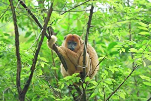 Howler: Black-and-gold Howler