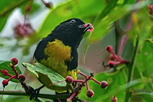 Tangaras: Black-and-gold Tanager, Las Tangaras Bird Reserve