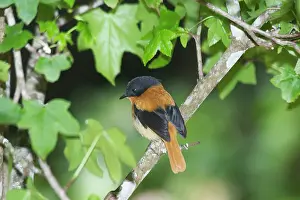 Inhabits: Black-and-orange / Black and Rufous Flycatcher