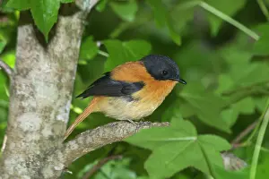 Ghats: Black-and-orange / Black and Rufous FlycatcherInhabits