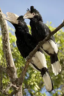 Bycanistes: Black-and-white Casqued Hornbill pair, Ceratogymna