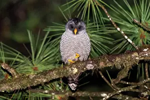 Cloud Forest: Black-and-white owl, Strix nigrolineata
