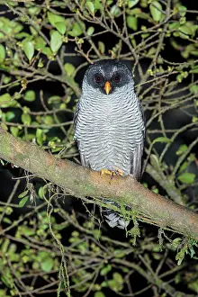 240517: Black-and-white owl Strix nigrolineata Perched in a tr