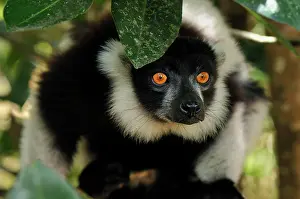 Varecia: Black-and-white Ruffed Lemur