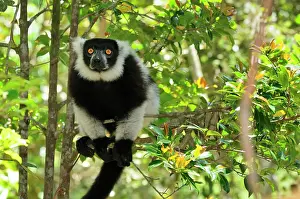 Varecia: Black-and-white Ruffed Lemur
