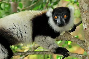 Varecia: Black-and-white Ruffed Lemur