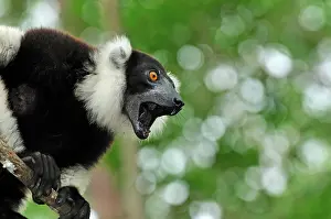 Varecia: Black-and-white Ruffed Lemur - calling