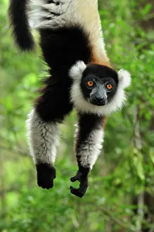 Varecia: Black-and-white Ruffed Lemur - hanging upside down
