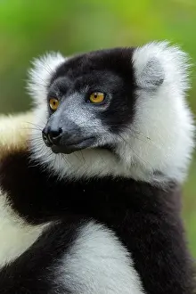 Ruffed: Black-and-white ruffed lemur - Vakona Forest Lodge, Andasibe