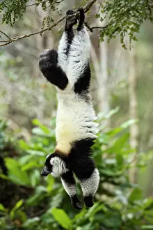 Ruffed: Black-and-white ruffed lemur - Vakona Forest Lodge, Andasibe