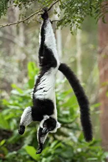 Ruffed: Black-and-white ruffed lemur - Vakona Forest Lodge, Andasibe