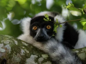 Canopy: Black-and-white ruffed lemur (Varecia variegata)