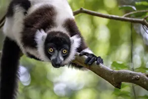Lemur: Black-and-white ruffed lemur (Varecia variegata)