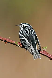 Mniotilta: Black-and-White Warbler