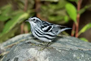 Parulidae: Black-and-White Warbler
