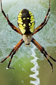 Argiope: Black-and-yellow argiope, Argiope aurantia