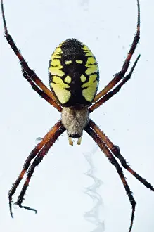Argiope: Black-and-yellow argiope, Argiope aurantia
