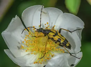 Micro: Black-and-yellow Longhorn, Rutpela maculata, feeding