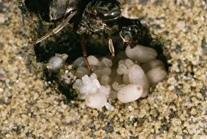 Lasius: Black Ant - At nest with eggs & Larvae