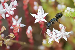 Lasius: Black Ant - over pink flowers