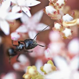 Lasius: Black Ant - over pink flowers