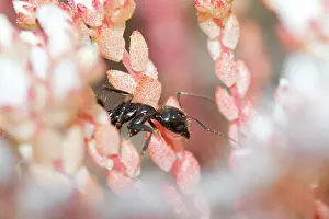 Lasius: Black Ant - over pink flowers