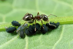 Lasius: Black Ant - tending black bean aphids