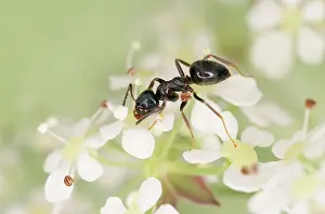 Lasius: Black ANTS