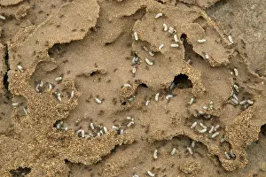 Lasius: Black Ants - with larvae at nest