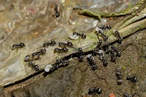 Dolichoderus: Black Ants - moving their colony carrying larvae