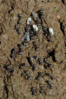 Alate: Black Ants - moving their colony carrying larvae