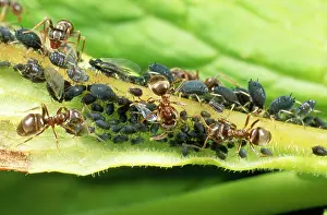 Lasius: Black ANTS - tending black aphids
