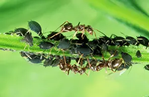 Lasius: Black ANTS - tending black aphids