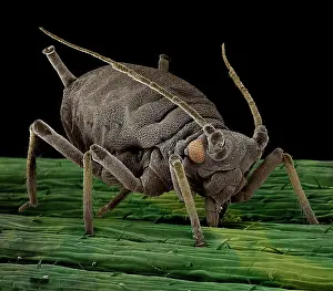Aphis: Black Aphid