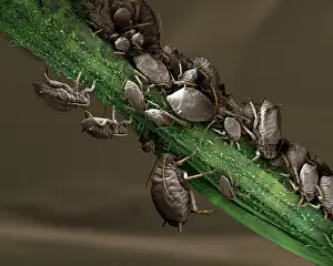 Aphis: Black Aphid