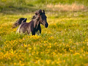 080519: Black Arabian Horse running, playing in a meadow