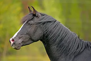Sideview: Black Arabian Stallion alert, portrait Head closeup