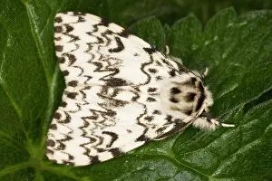 Dispar: Black Arches
