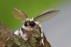 Lymantria: Black Arches