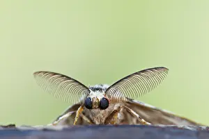Lymantria: Black Arches