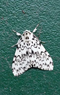 Lymantria: Black Arches Moth