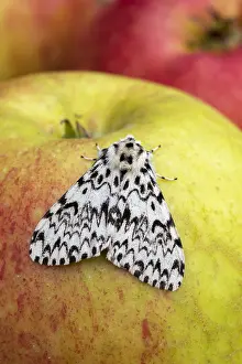 Dispar: Black Arches Moth - on Apple - Cornwall - UK