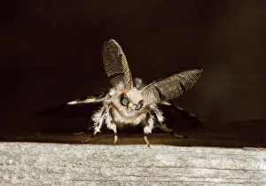 Feathery: Black Arches Moth male showing feathery antennae Dorset, UK