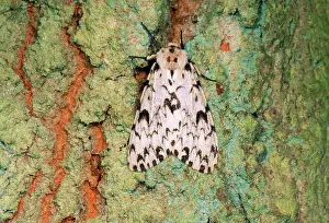 Lymantria: Black Arches Moth - on Oak tree